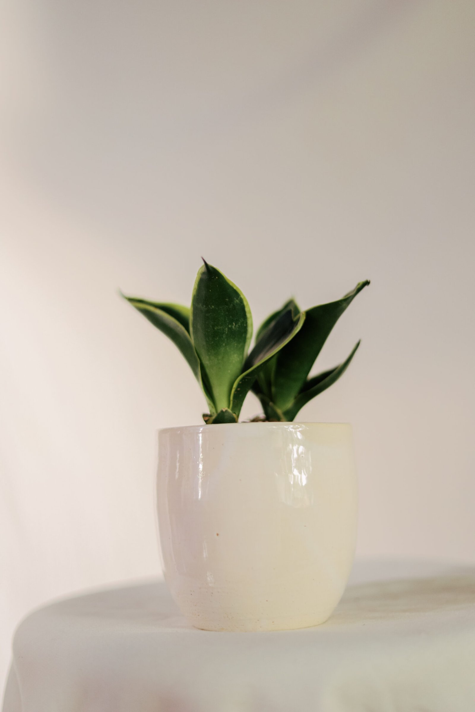 Imagen De La Bandera